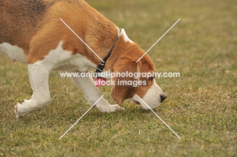 Beagle dog sniffing grass and walking