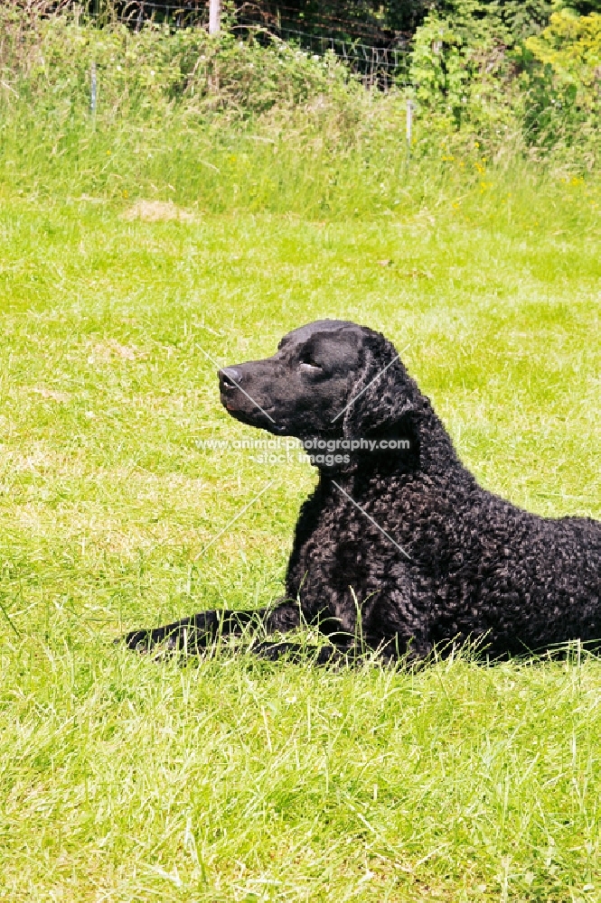 curly coated retriever lying on grass