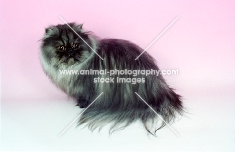 black smoke Persian, sitting down