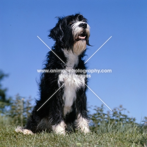 cross bred dog, english springer spaniel x bearded collie,  looking surprised