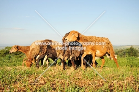 Nguni sheep