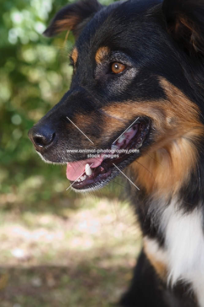 Australian Shepherd dog, close up