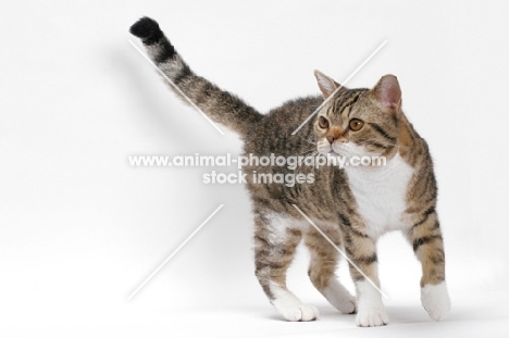 American Wirehair, Brown Mackerel Tabby & White, walking