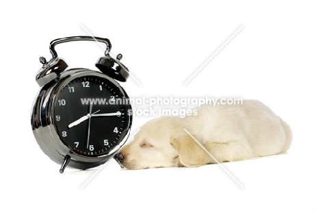 Golden Labrador Puppy lying asleep next to a large black alarm clock, isolated on a white background