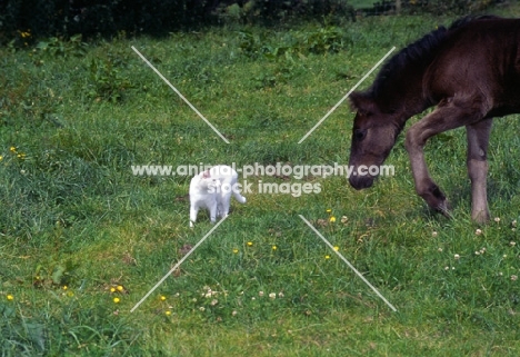 Dales Pony foal looking at a cat