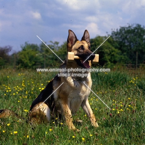 german shepherd dog holding dumbbell