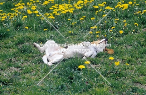 Beagle rolling