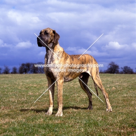 ch picanbil pericles,   great dane standing in a field