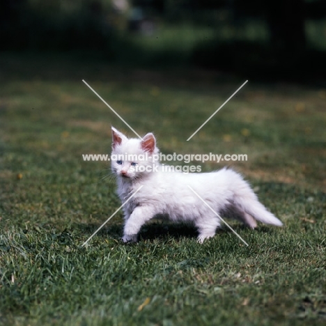 blue eyed white long hair kitten striding along