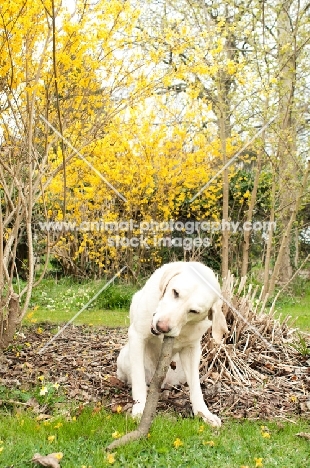 Yellow Labrador chewing stick