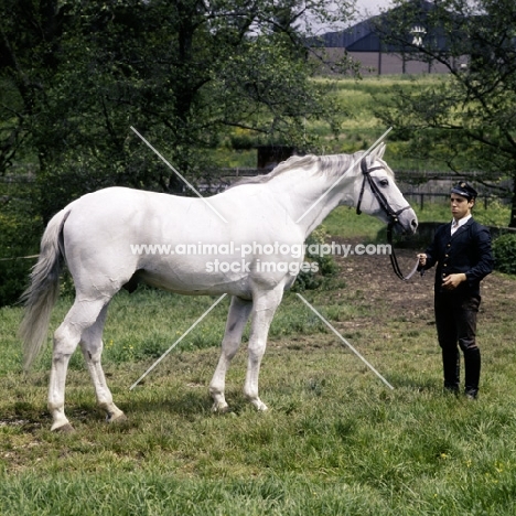 pregel, trakehner stallion at marbach with deerhorn brand on building in background