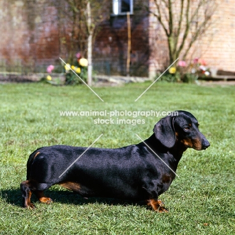 champion smooth haired dachshund standing on grass