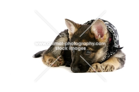 German Shepherd (aka Alsatian) puppy