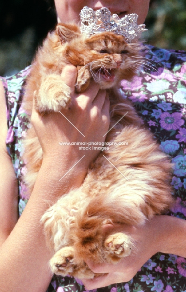 furious red tabby cat wearing tiara held by woman