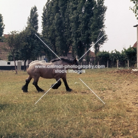 Jupiter de St Trond, Belgian heavy horse trotting across field