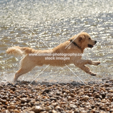 golden retriever running in the sea