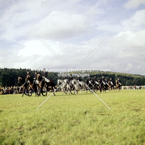 stallion parade, marbach germany