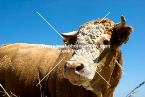 bull looking at camera