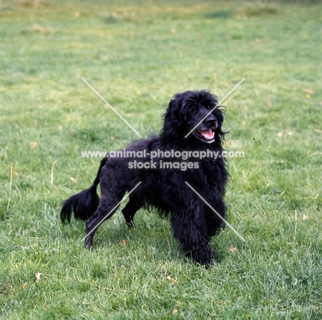 portuguese water dog standing on grass