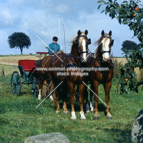 leaders Hjelm, Tito Bregneb, wheelers Martini, Rex Naesdal, Frederiksborg stalions, four in hand 