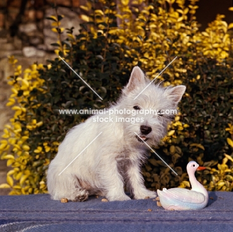 west highland white with toy duck