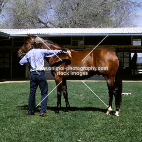 handler grooming thoroughbred wajima at spendthrift farm, kentucky