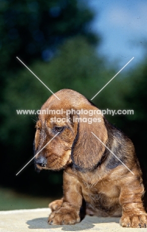 wire haired dachshund puppy from lieblings