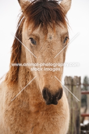 Morgan horse