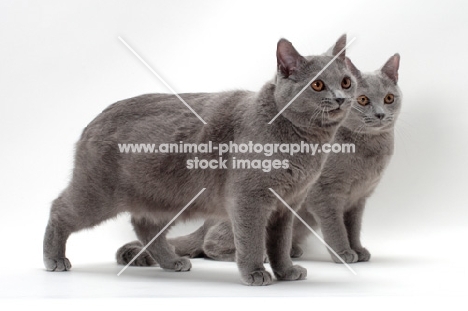 two female Chartreux cats on white background
