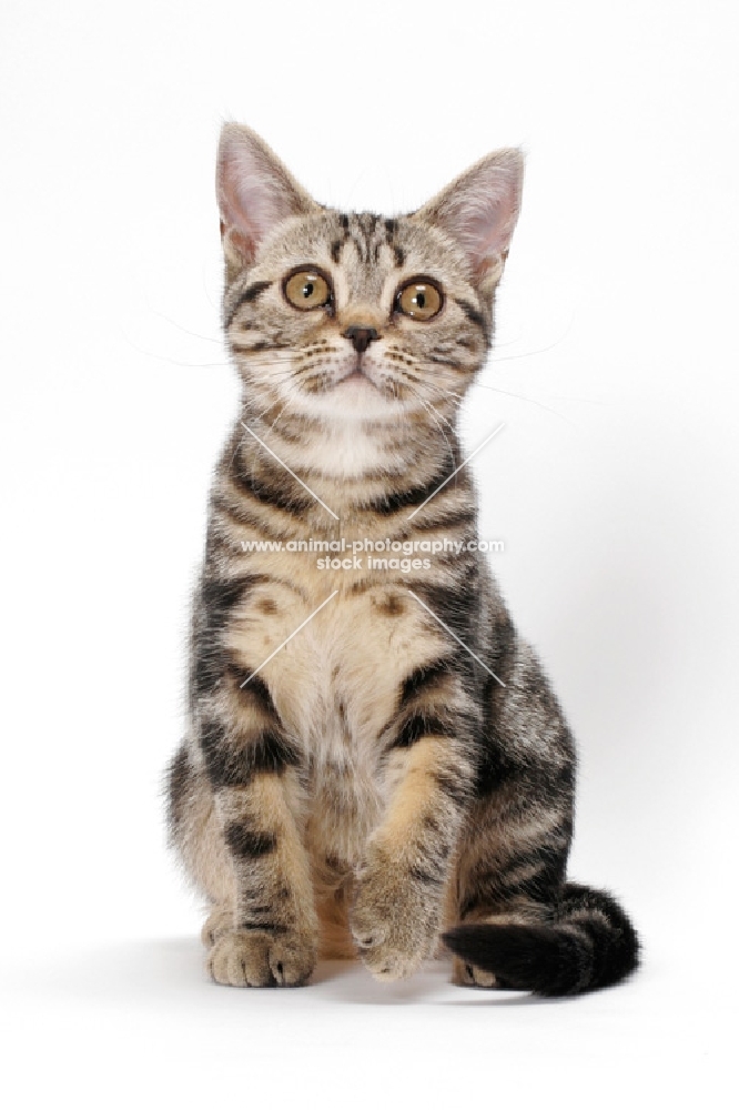 Brown Classic Tabby American Shorthair