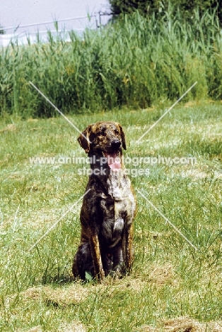 Cursino dog (aka Corse dog), sitting down