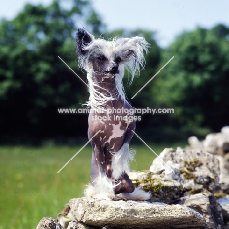 champion chinese crested dog sitting on a stone wall