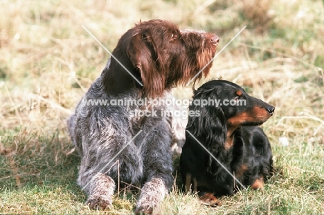 german wirehaired pointer and standard dachshund