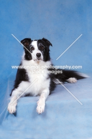 Border Collie lying down on blue background