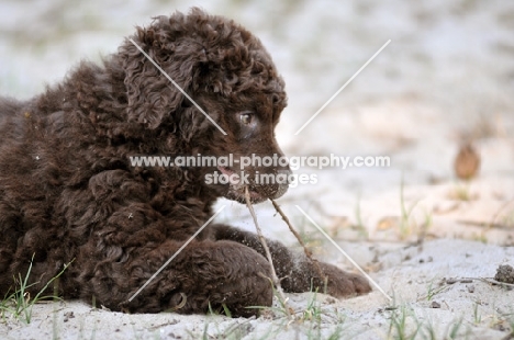 cute Wetterhound puppy