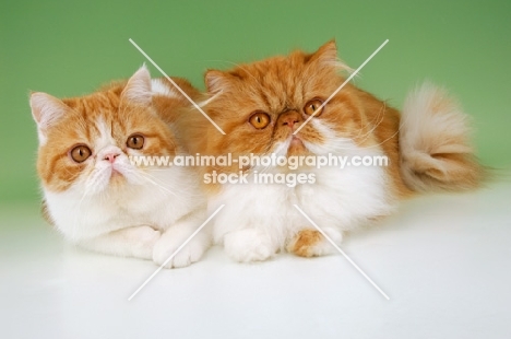 red and white Exotic Shorthair and Persian cats lying on green background