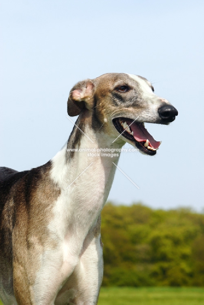 hortaya borzaya south russian sighthound