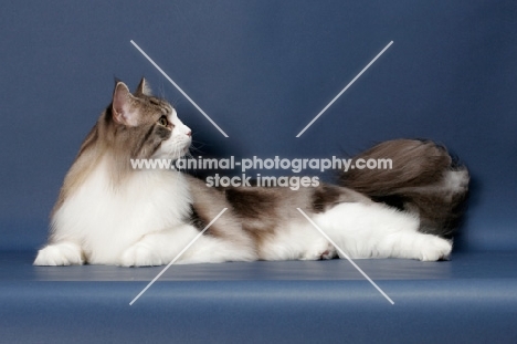 Silver Classic Tabby & White Maine Coon