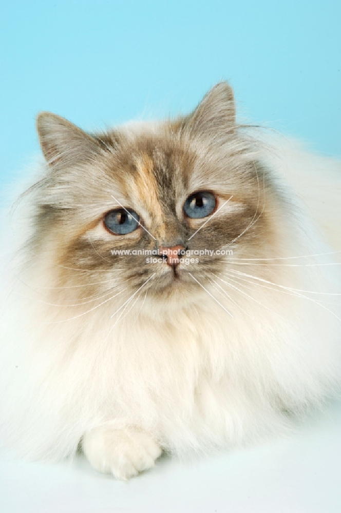 blue tortie tabby birman portrait