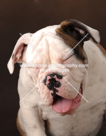 Bulldog with eyes closed and tongue out