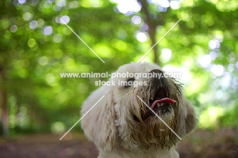 white lhasa apso in a beautiful forest scenery
