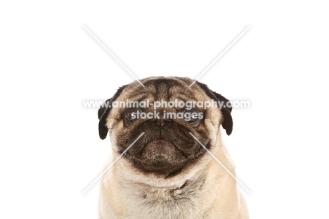 worried Pug