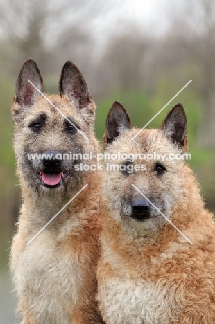 two Laekenois dogs (Belgian Shepherds)