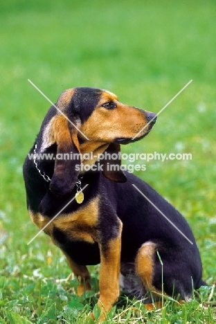 Jura Niederlaufhund (aka Small Jura Hound, small swiss hound)