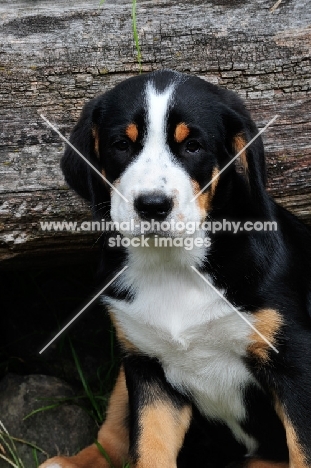 Great Swiss Mountain puppy portrait