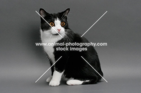 black and white Manx cat sitting down