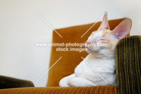 Cornish Rex cat sleeping on a chair