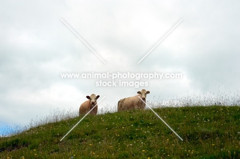 simmental cows in Lake District on a hill