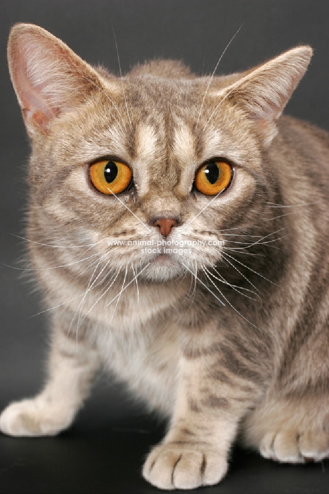 blue classic tabby American Shorthair cat looking at camera