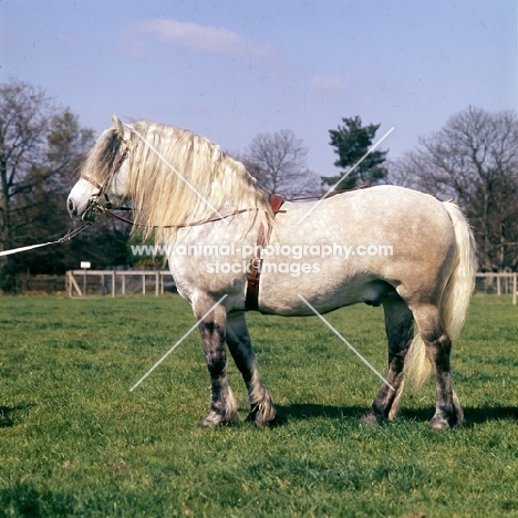 an righ muir of new calgary, Highland Pony stallion 